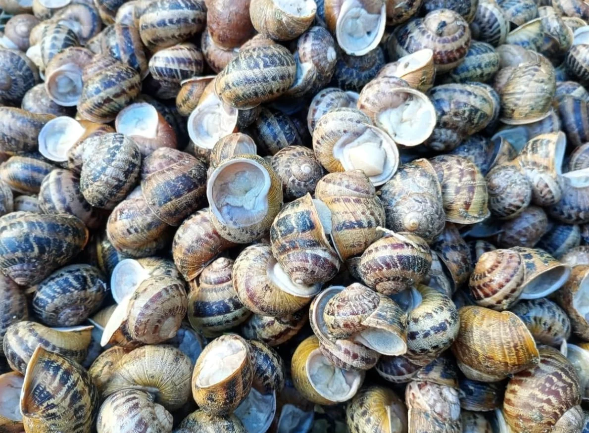 Lumache spurgate-helix aspersa