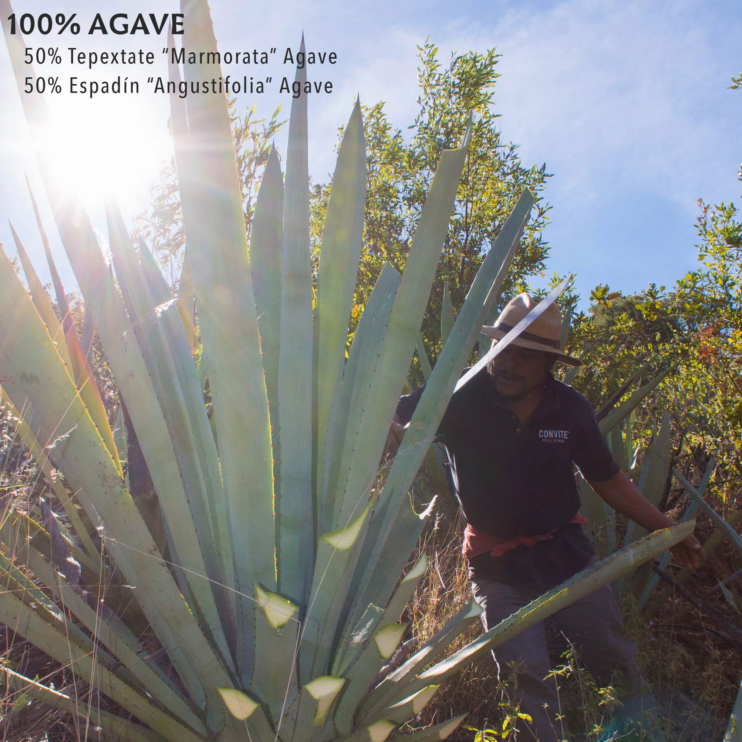 Xiaman Mezcal Artisanal 44% 0,7l • Mescal Premium Made in Mexico • Mescal messicana artigianale complesso per un godimento di puro mescal