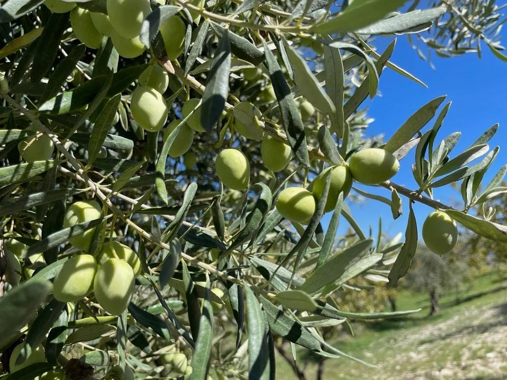 Tenuta Giannone - Olio Extravergine Di Oliva il SALTO - 100% italiano - Bag in Box da 3/5 litri (Bag in Box 3 litri)