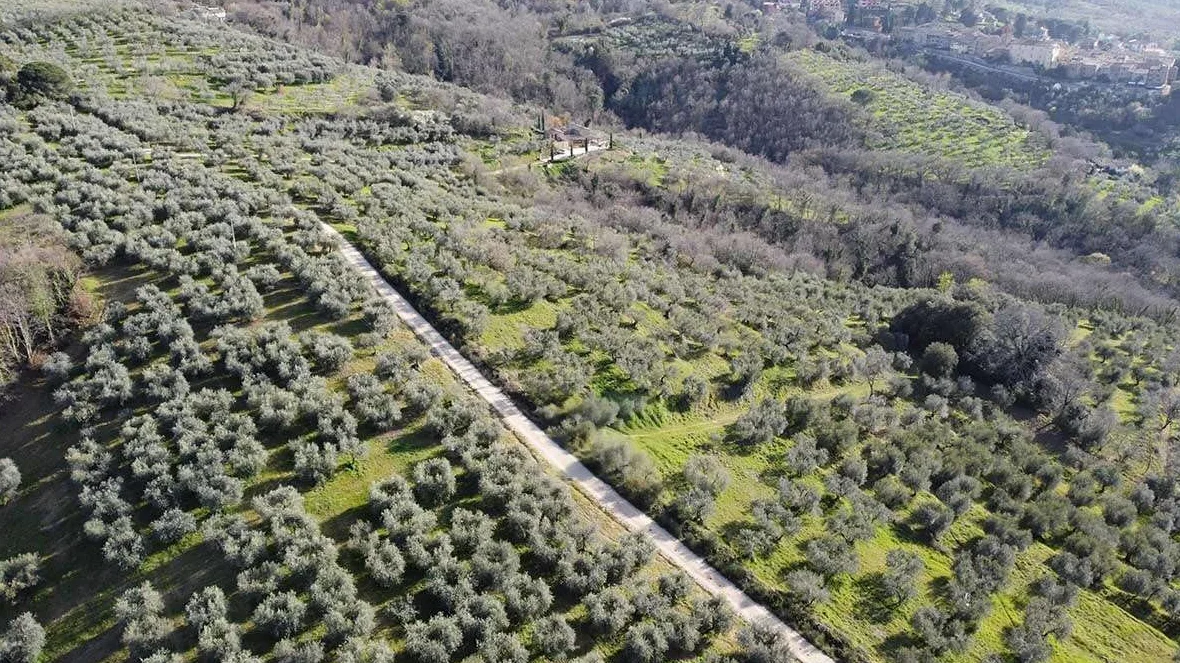 Olio Nuovo 2025/26: EVO DOP Umbria Colli del Trasimeno