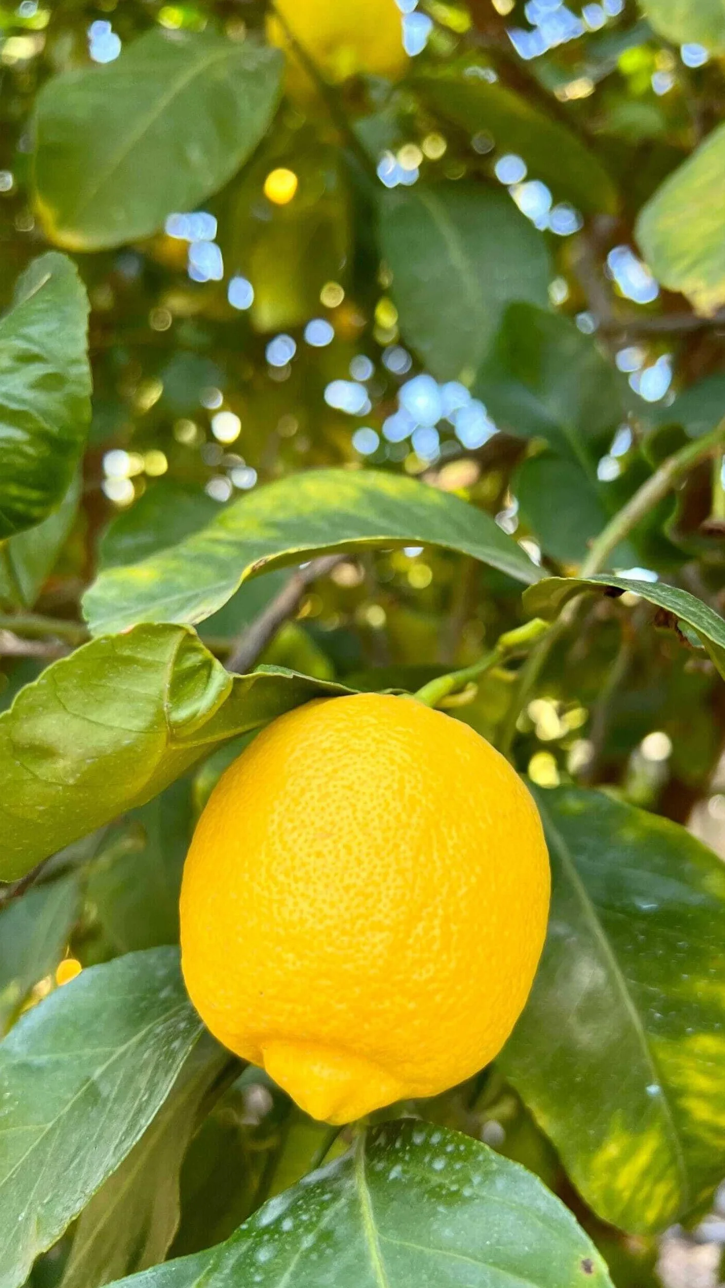 Pianta di Limone Femminello Siracusano in Fitocella - Produttivo e Succoso