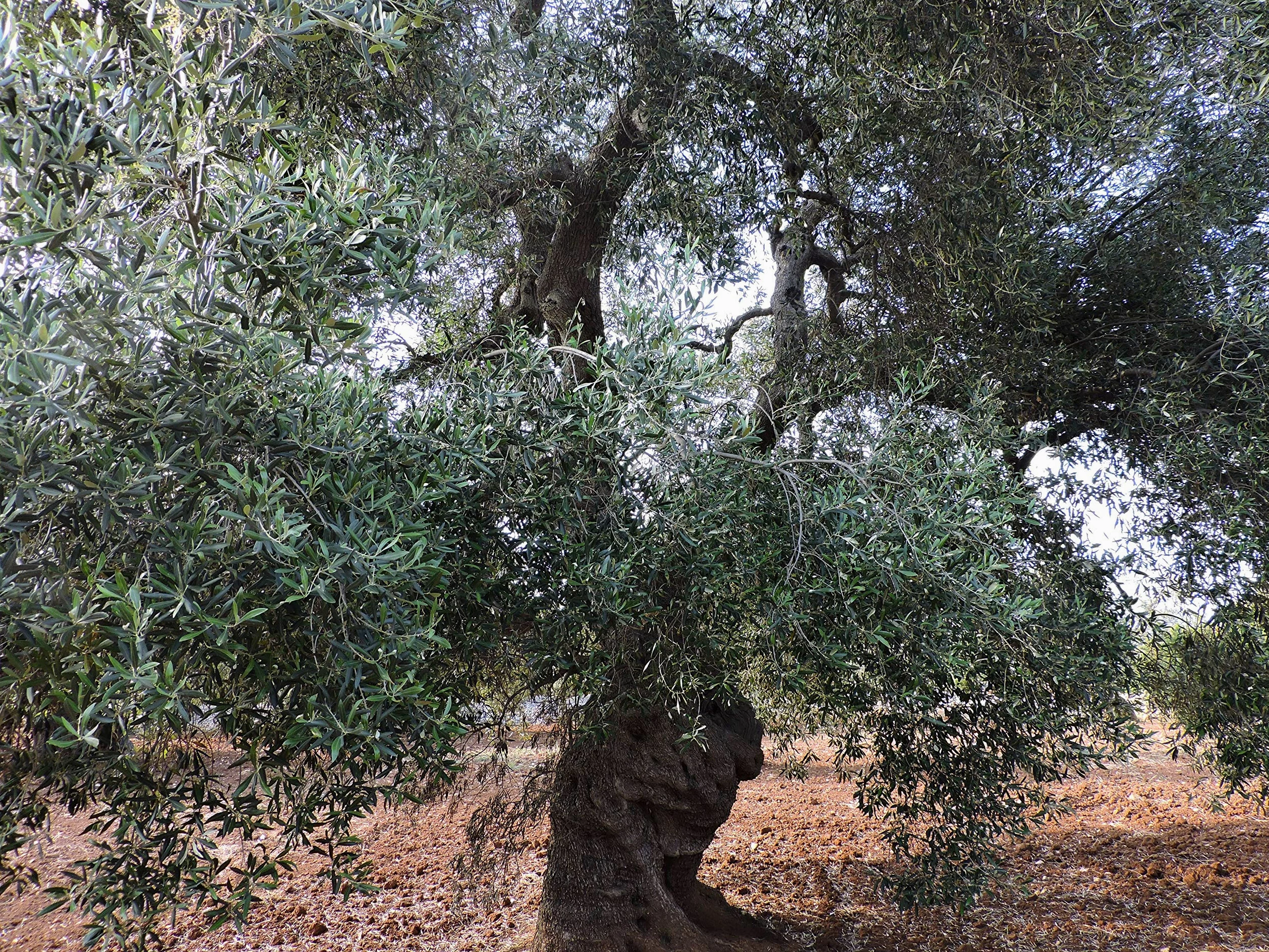 OLIO EXTRAVERGINE DI OLIVA 100% ITALIANO (5 LITRI)