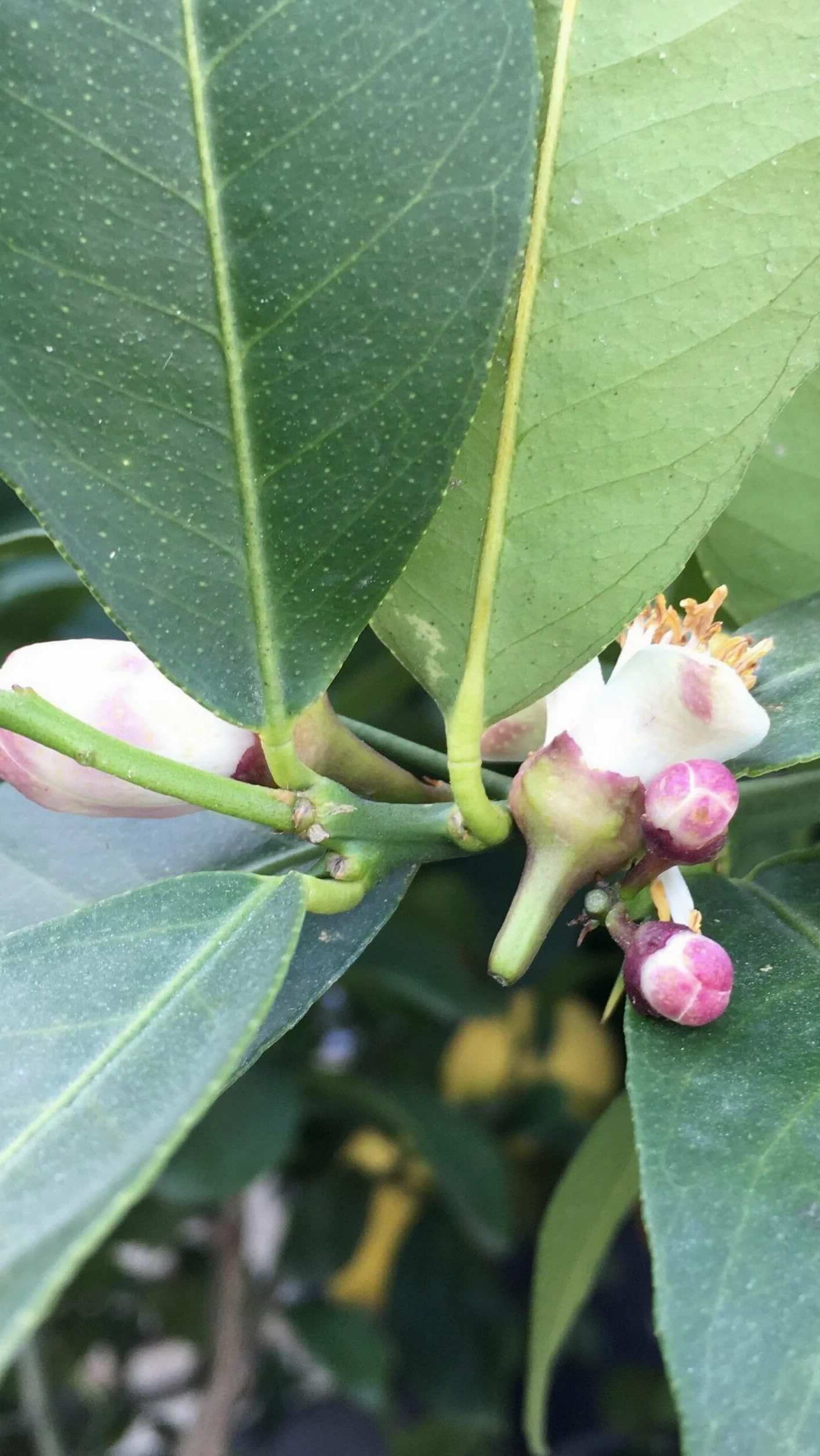 Pianta di Limone Femminello Siracusano in Fitocella - Produttivo e Succoso