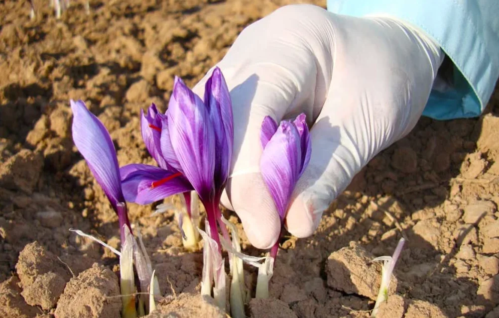 Gourmetia Zafferano in pistilli, Zafferano puro di Prima Qualità 1g - Categoria di Qualità I Superiore