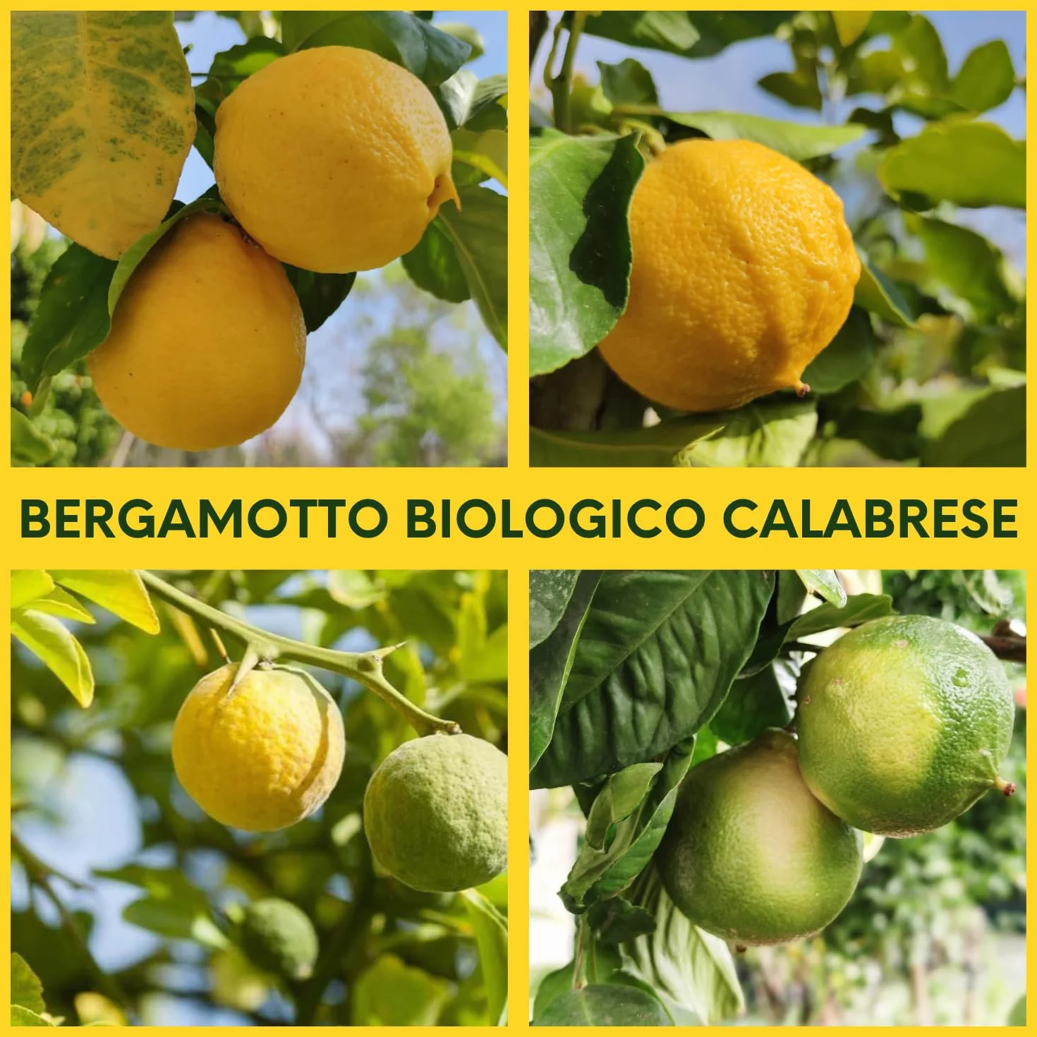 Valle del Crati Succo di Bergamotto BIO Calabrese | 100% Puro | 12 bottiglie da 200ml | senza Zuccheri Aggiunti e senza Conservanti | Bevanda Fresca e Dissetante | Spremuta di Bergamotto Biologico