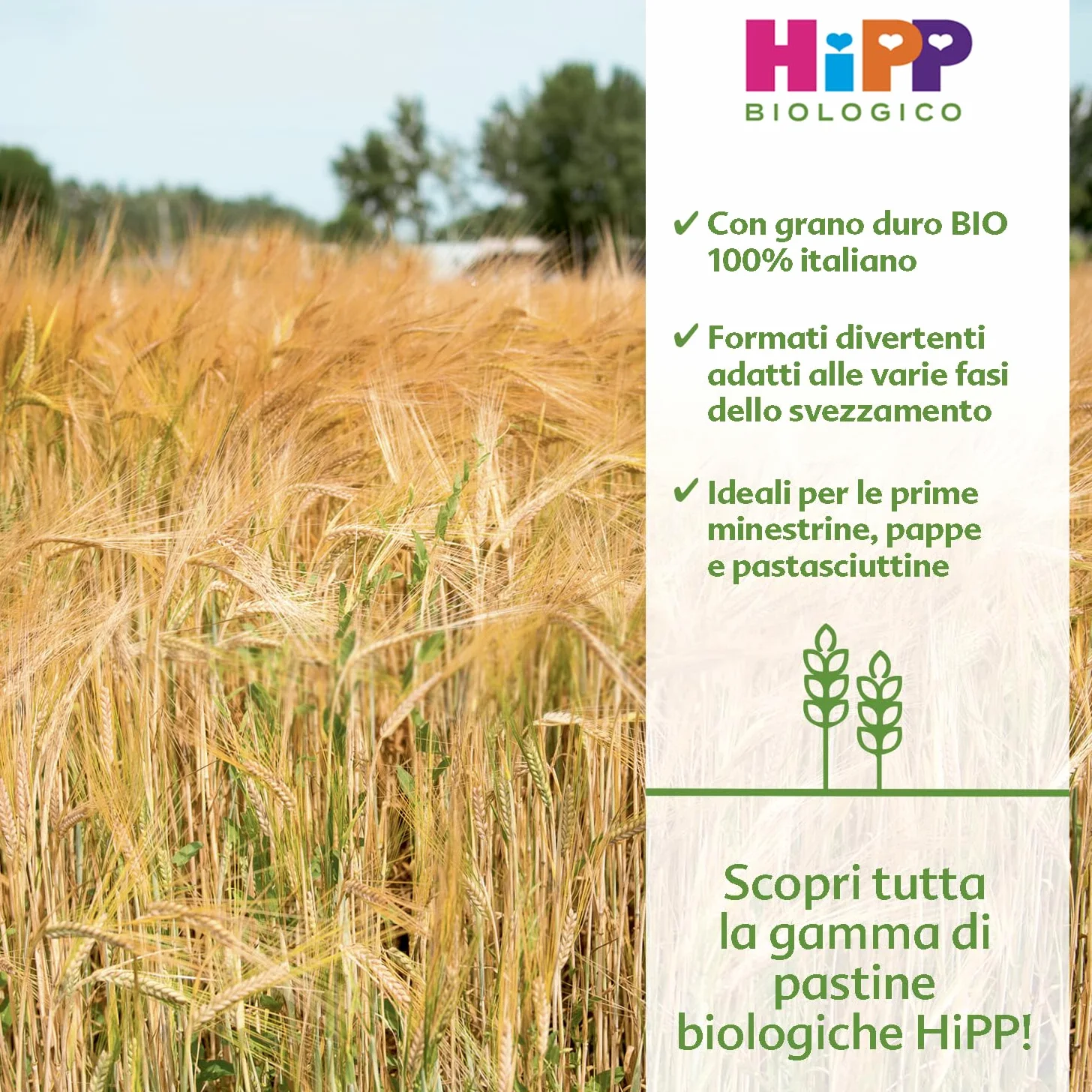 HiPP - Pastina per Svezzamento a Forma di Chioccioline, con Grano Duro Biologico 100% Italiano, 12 Confezioni 320 gr