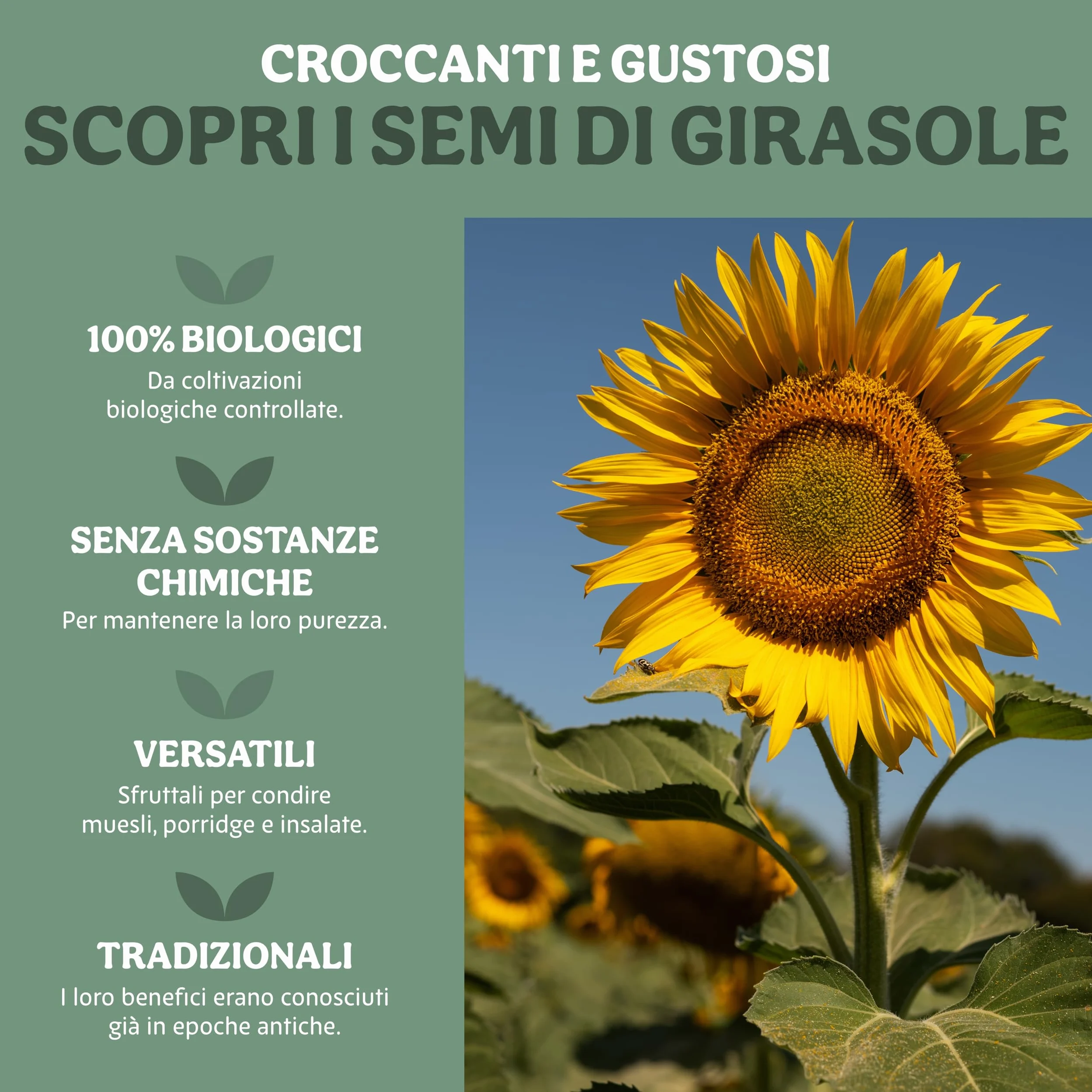 Probios Semi di girasole Biologici - Ricchi di Fibre e Minerali - Semi Girasole Crudi Commestibili - Vegani - Confezione da 5 kg