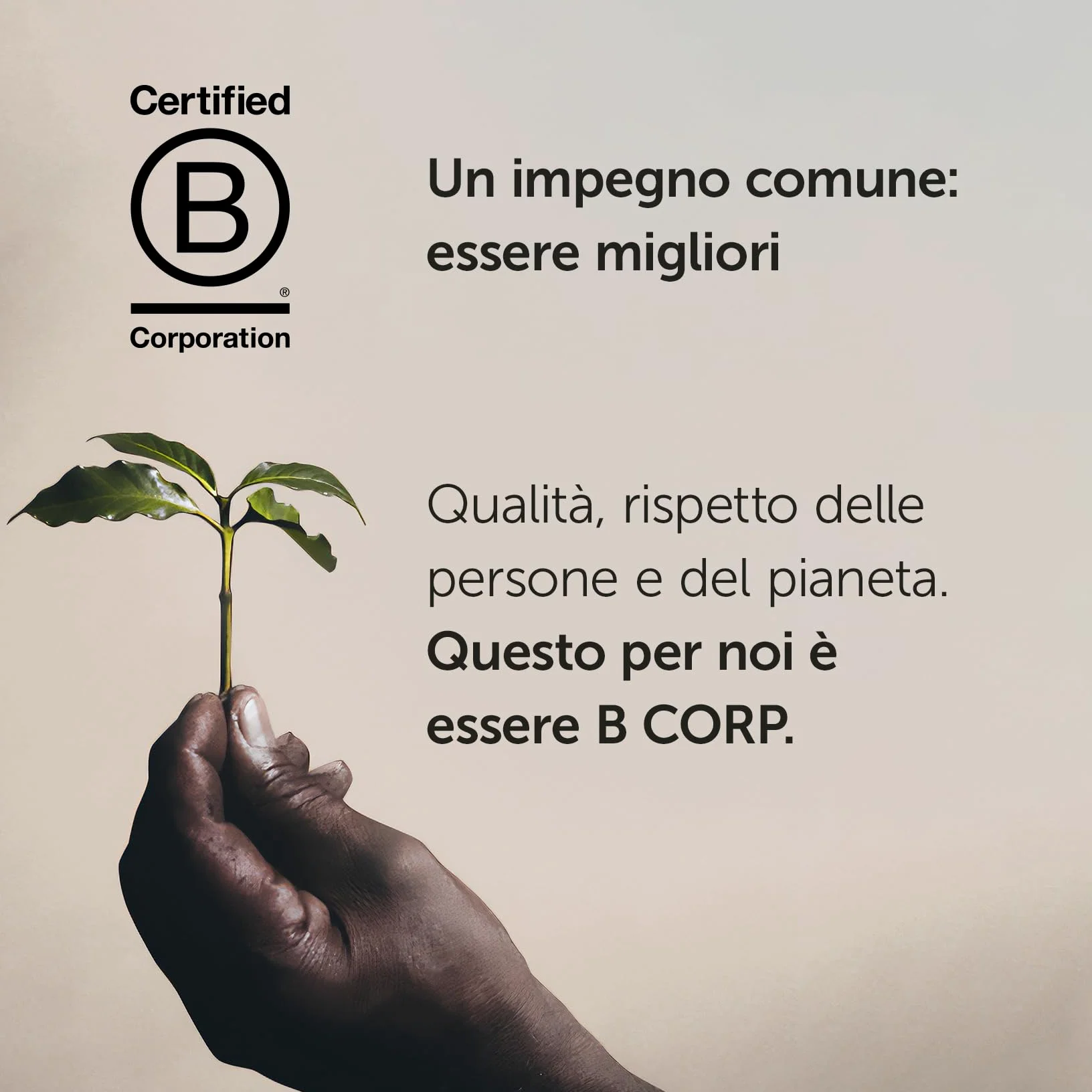 illy Caffè in Cialde E.S.E. Monodose tostato FORTE - 12 confezioni da 18 cialde, Totale 216 Cialde