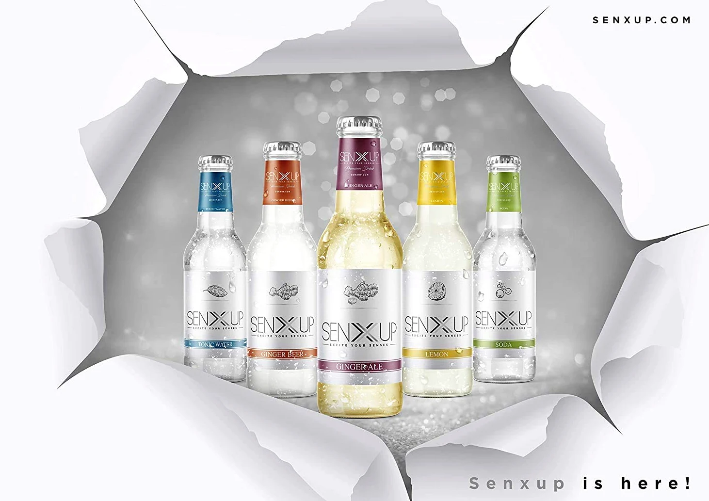 SENXUP Ginger Beer - Premium Mixer in Confezione da 24x200ml