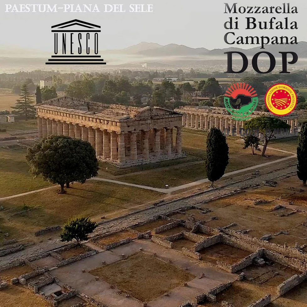 Treccioni di Bufala Campana Dop|Paestum|Piana del Sele|Latte di Bufala|Alta Digeribilità|Pezzatura da 1Kg 2Kg 3Kg|Consegna 24/36 Ore|Dettaglio Spedizioni nella Descrizione (Pezzatura da 3Kg)