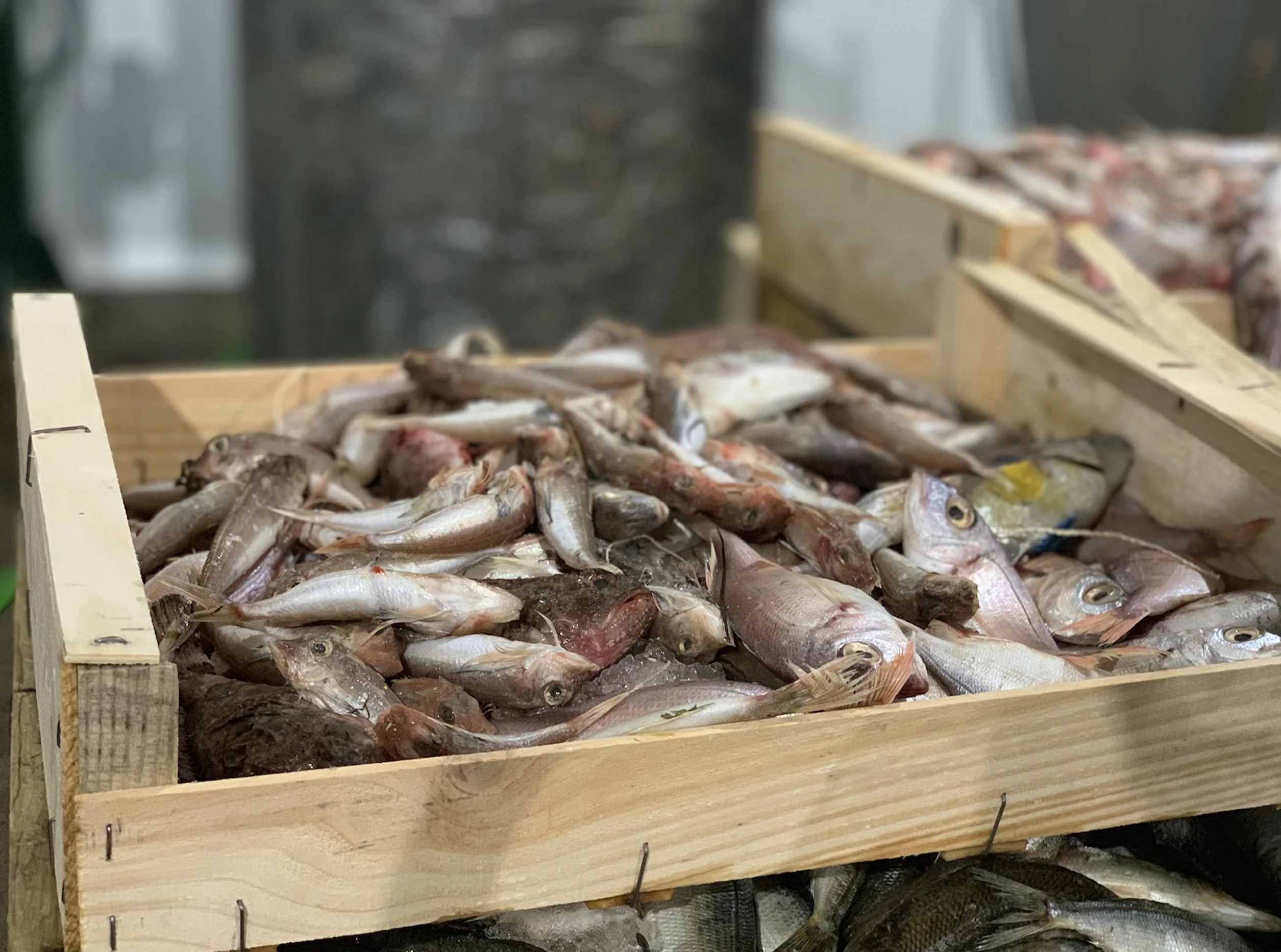 Paellissimo - Brodo Concentrato di Riso e Pesce a Base di Pesce di Scoglio e Frutti di Mare | 100% Naturale e Senza Glutine | 4 Porzioni x Lattina (Contenuto per Lattina 400gr) | 4 Unità