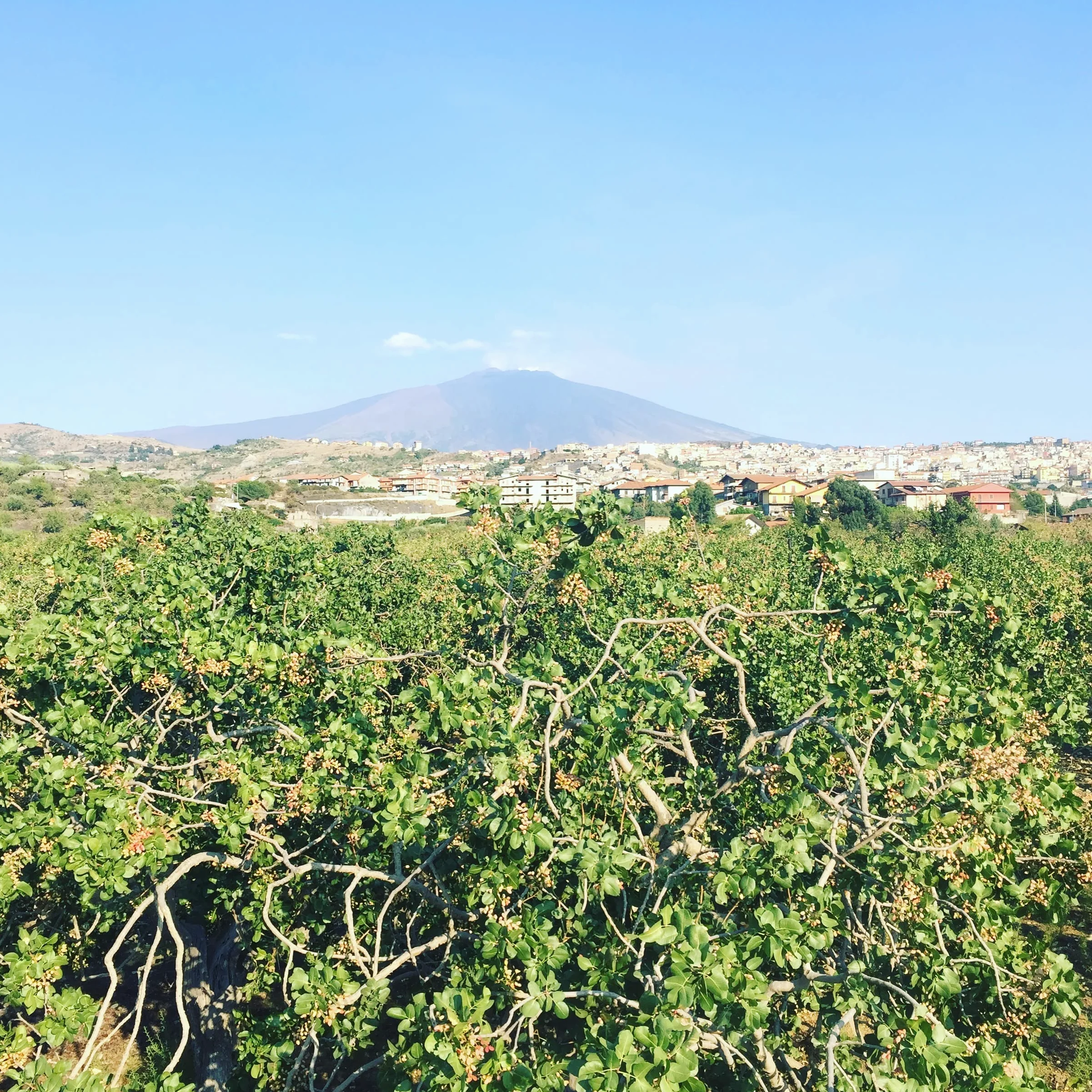 Pistacchio Verde di Bronte D.O.P. & SlowFood (500)