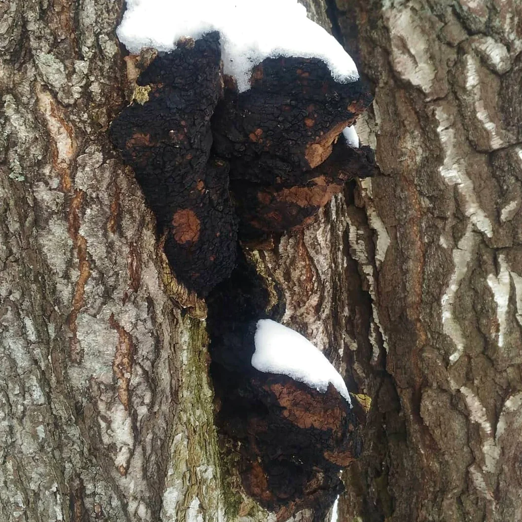Chaga Chaga Funghi secchi 900 g tritati fino a 3-5 cm Crescita selvatica. per infusi e decotti