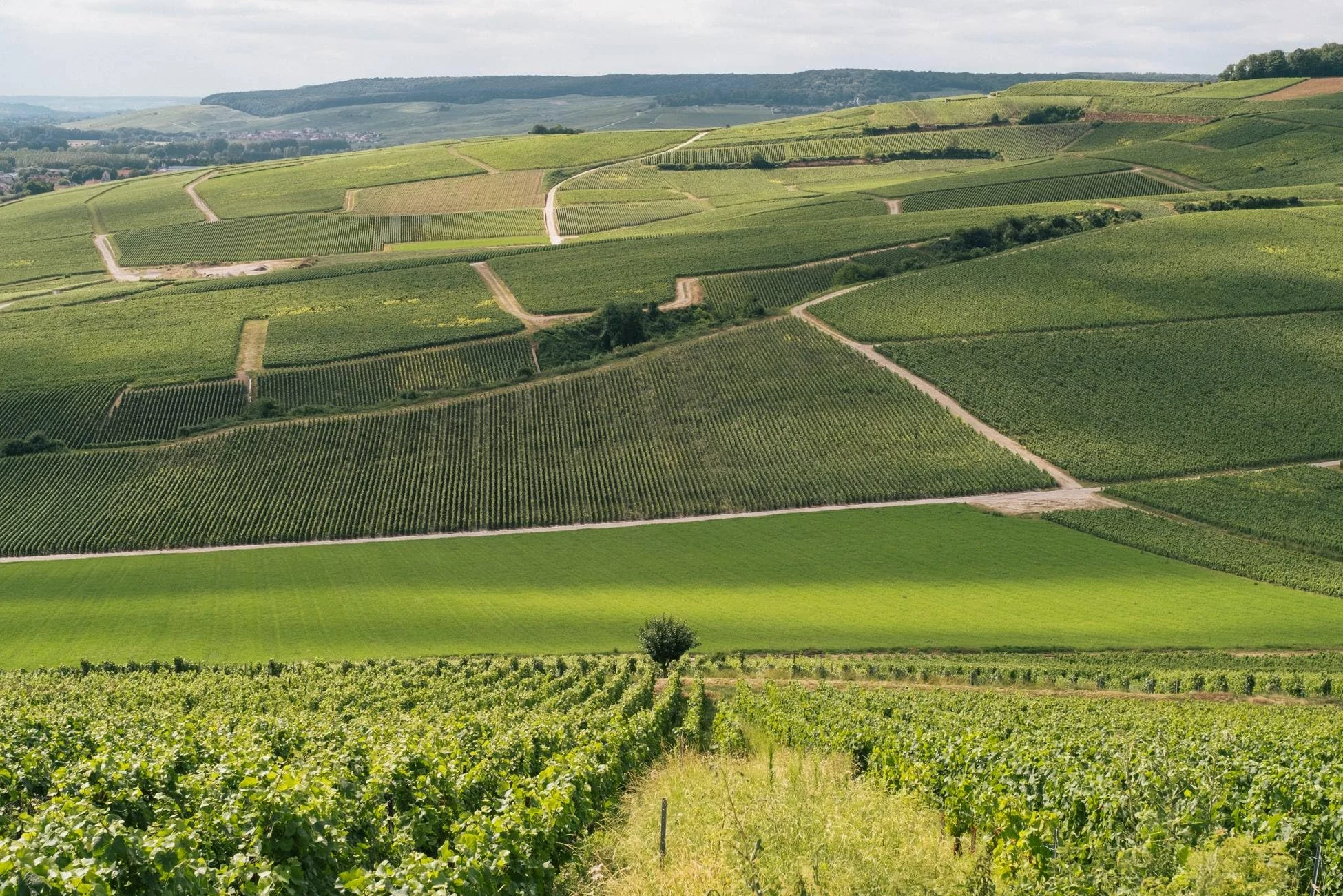 Ayala Champagne Brut Nature