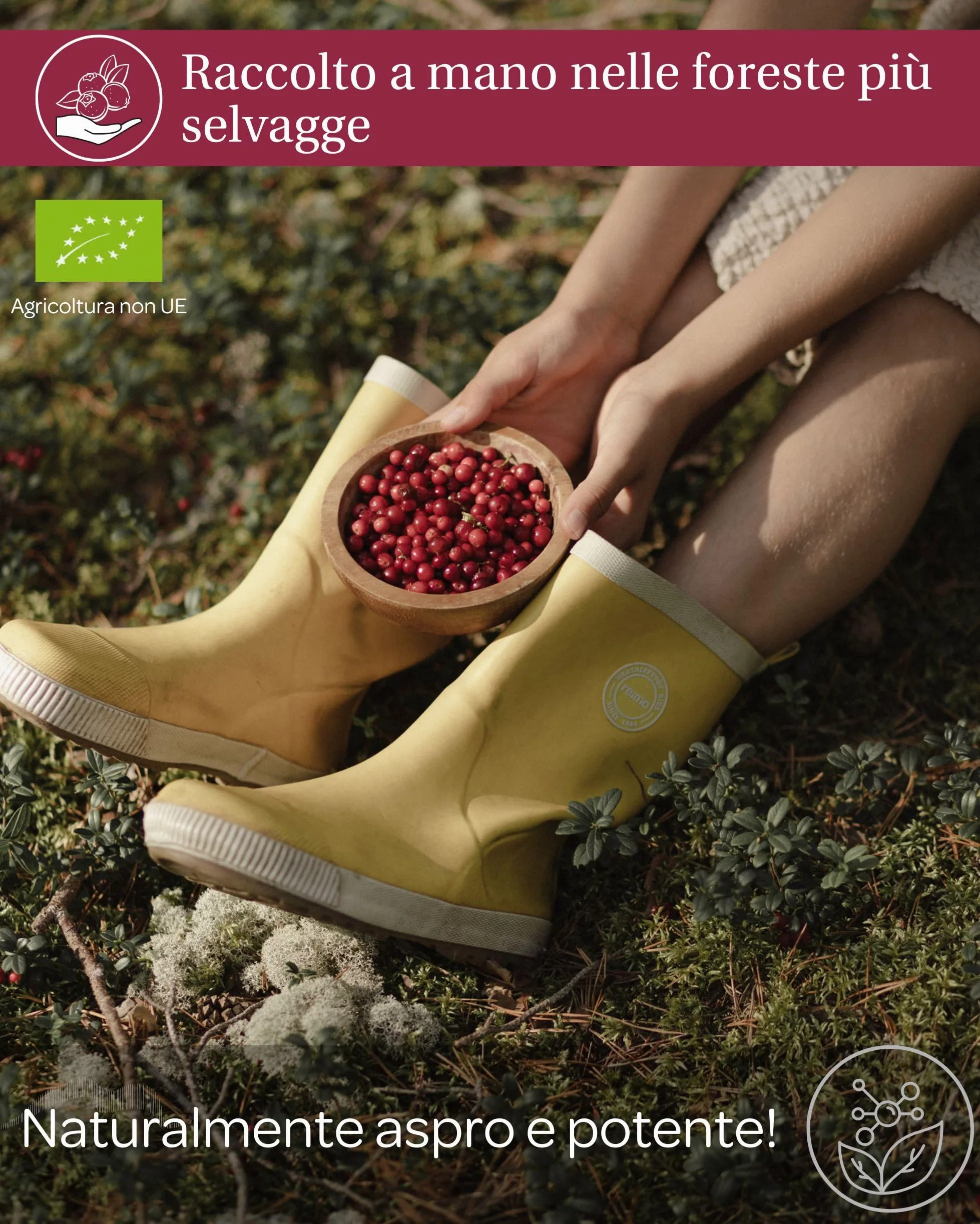 Succo di mirtillo rosso selvatico biologico LOOV – 100% puro, spremuto a freddo, senza zuccheri aggiunti – Sapore forte, non da concentrato – 6 x 500 ml in vetro