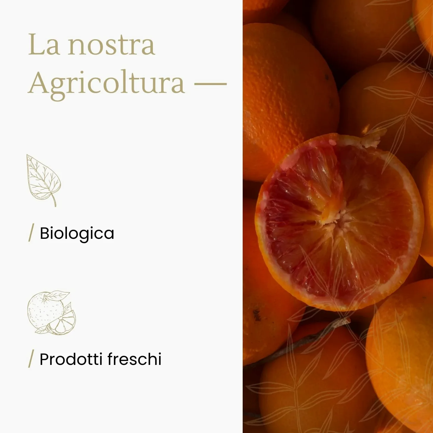 Arance 100% Siciliane e 100% Biologiche - Massima Freschezza e Sostenibilità, Arance Raccolte Direttamente dai Nostri Alberi - BIO 7 kg - - CERTIFICATE BIOLOGICHE, QUESTO FA LA DIFFERENZA!