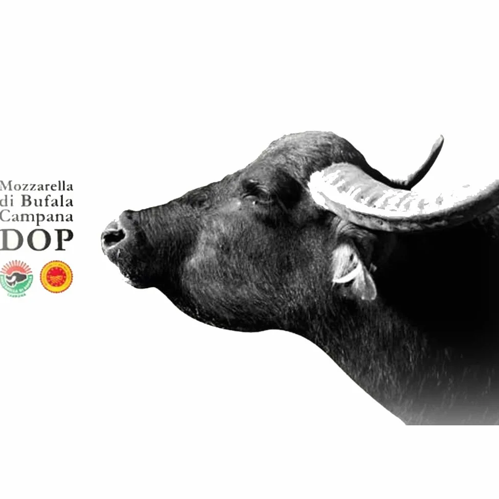 Treccioni di Bufala Campana Dop|Paestum|Piana del Sele|Latte di Bufala|Alta Digeribilità|Pezzatura da 1Kg 2Kg 3Kg|Consegna 24/36 Ore|Dettaglio Spedizioni nella Descrizione (Pezzatura da 3Kg)