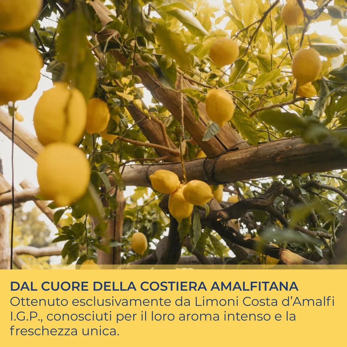 Perle di Sole – Positano Lemon Juice in Stick, 14 Astucci da 20 ml – Vero Succo di Limone Costa d’Amalfi I.G.P. 100% Italiano – Pratico e Naturale, Made in Italy