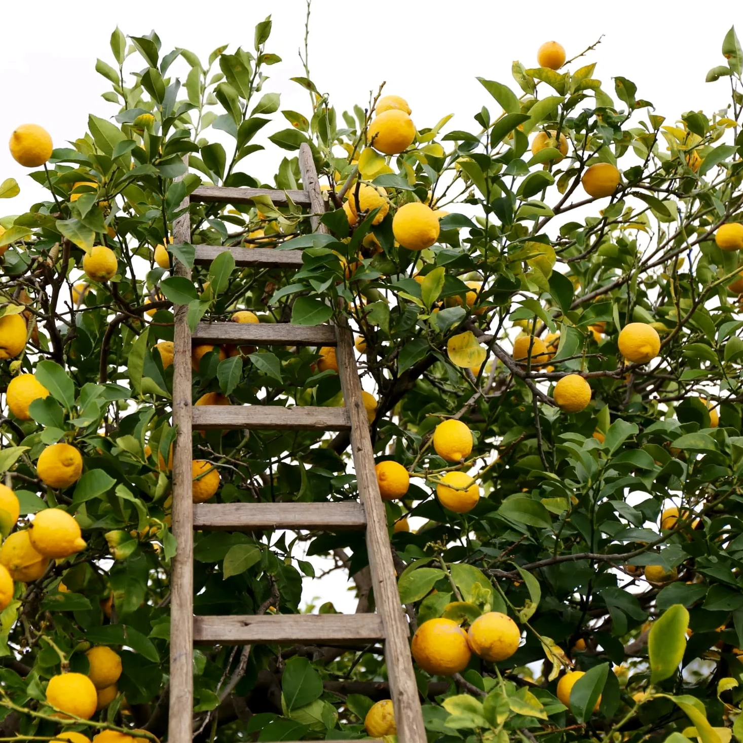 Limoni 100% Siciliani e 100% Biologici - Massima Freschezza e Sostenibilità, Limoni Raccolti Direttamente dai Nostri Alberi - 4 kg - CERTIFICATI BIOLOGICI QUESTO FA LA DIFFERENZA