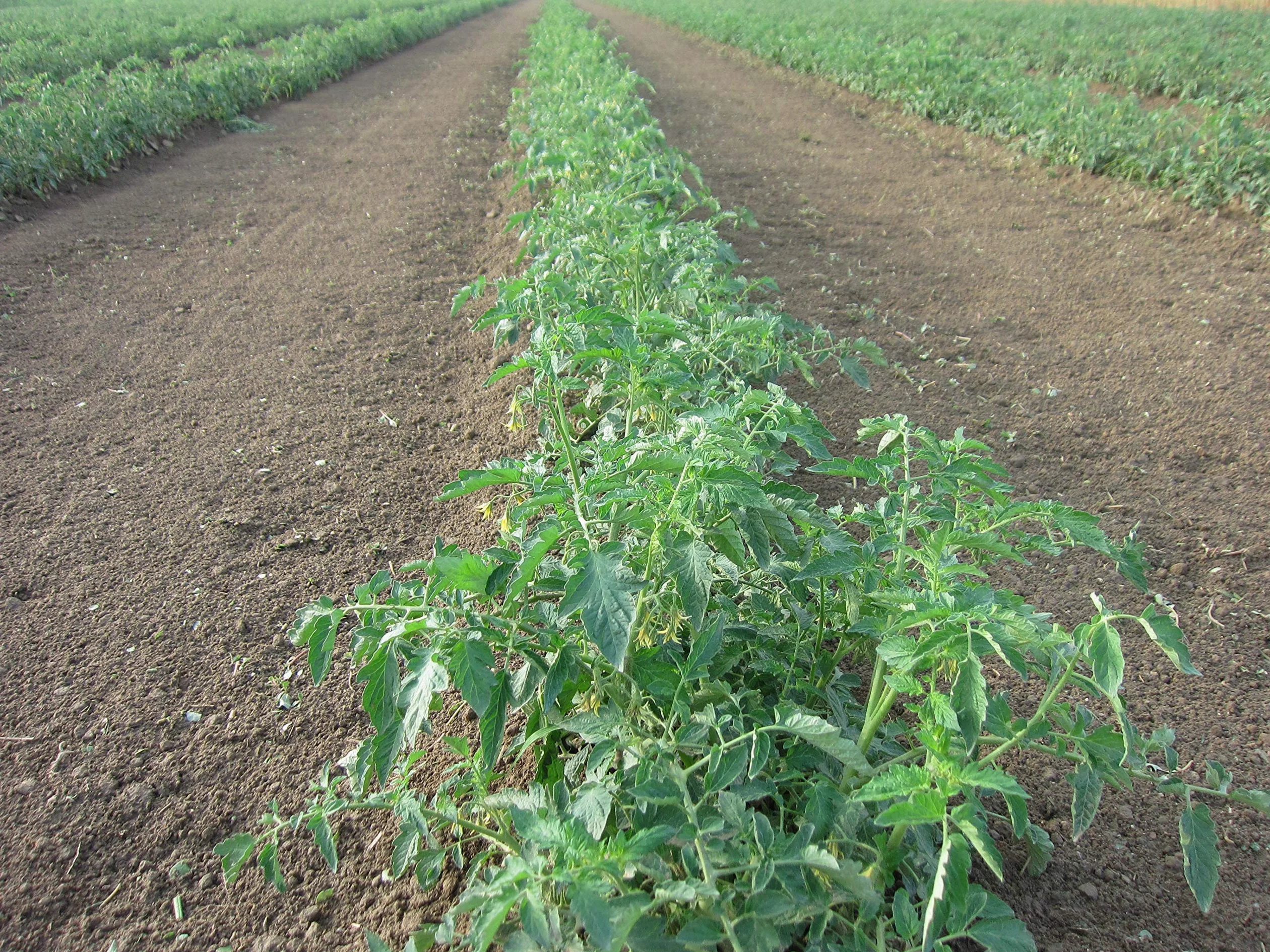 Azienda Agricola Prunotto Mariangela N. 12 Vasetti Sugo All' Ortolana Biologico 340g (12x340g)