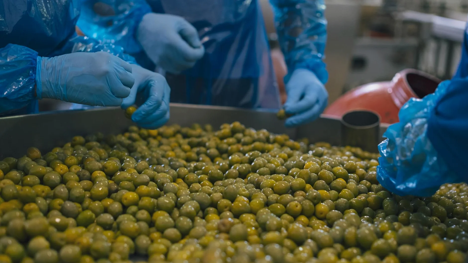 Terramia Olive Nere Infornate Siciliane – Ricetta Artigianale Tradizionale, da Azienda Premiata Ercole Olivario e Monna Oliva, Formato Scorta 2kg (4 Buste x 500g)