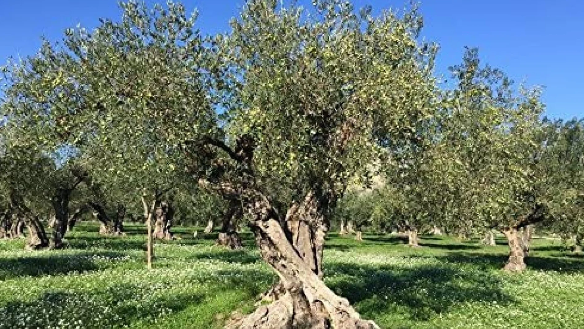 Terramia Olive Verdi Dolci di Sicilia "Nocellara" Denocciolate in Salamoia – Prodotto Artigianale da Azienda Premiata Ercole Olivario e Monna Oliva, Formato Scorta 2kg (4 B