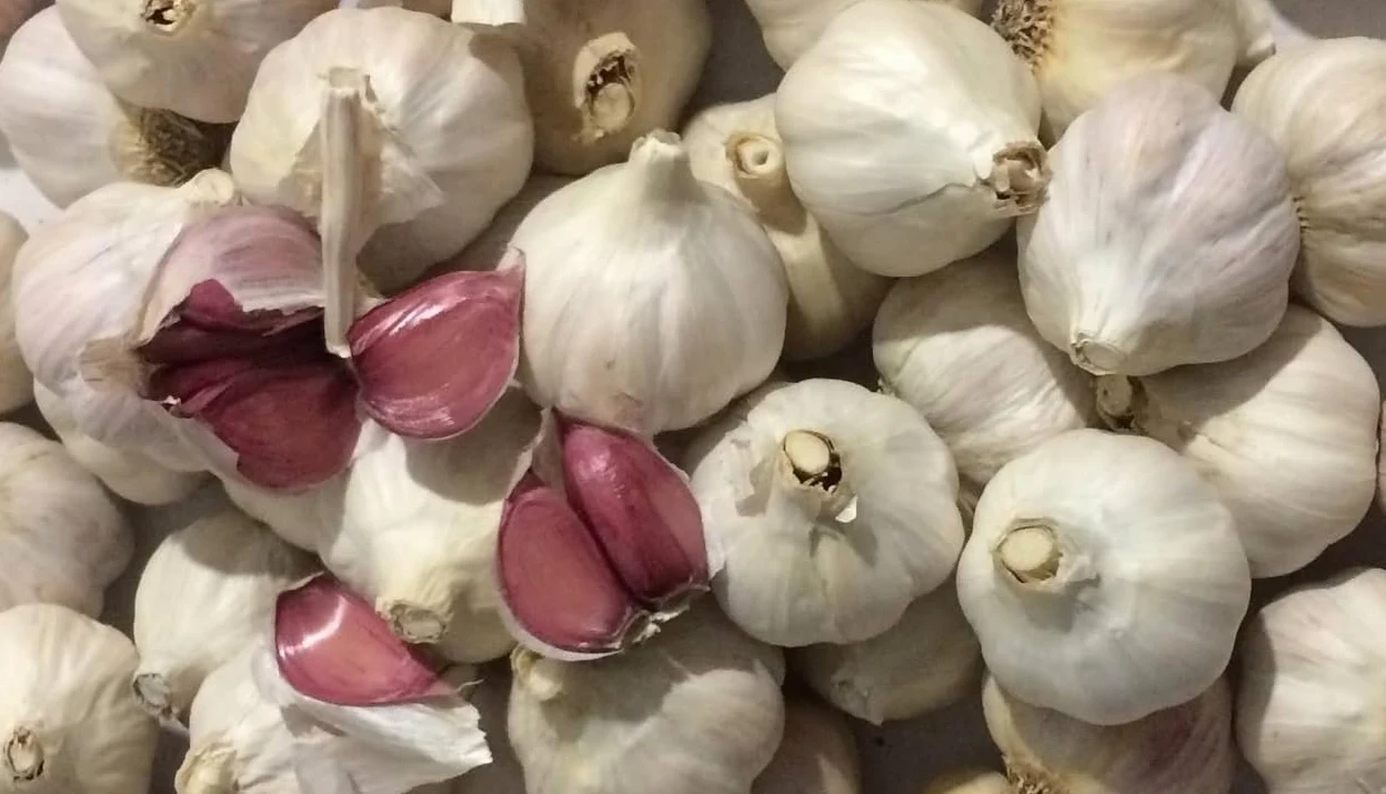 Aglio Rosso di Proceno - 1 conf. da 0,5 kg in teste sfuse di calibro piccolo - Nostra Produzione