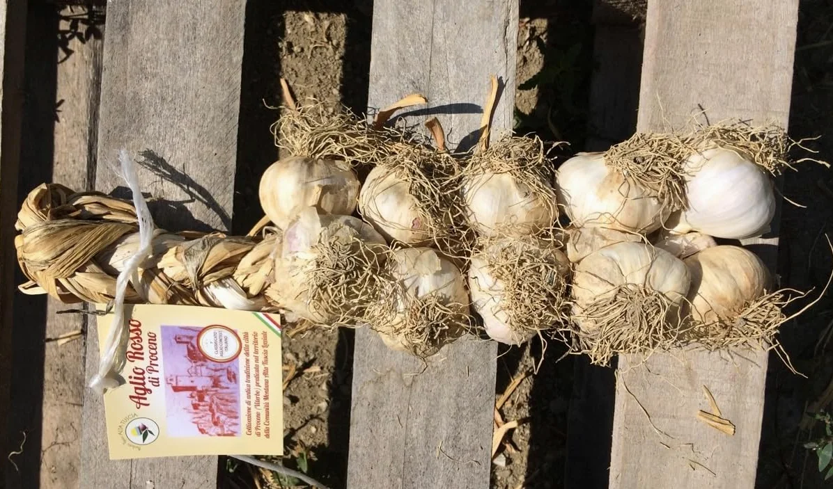 Aglio Rosso di Proceno - 2 trecce con 10 teste grandi - 1 class. in Italia (2x10TG)