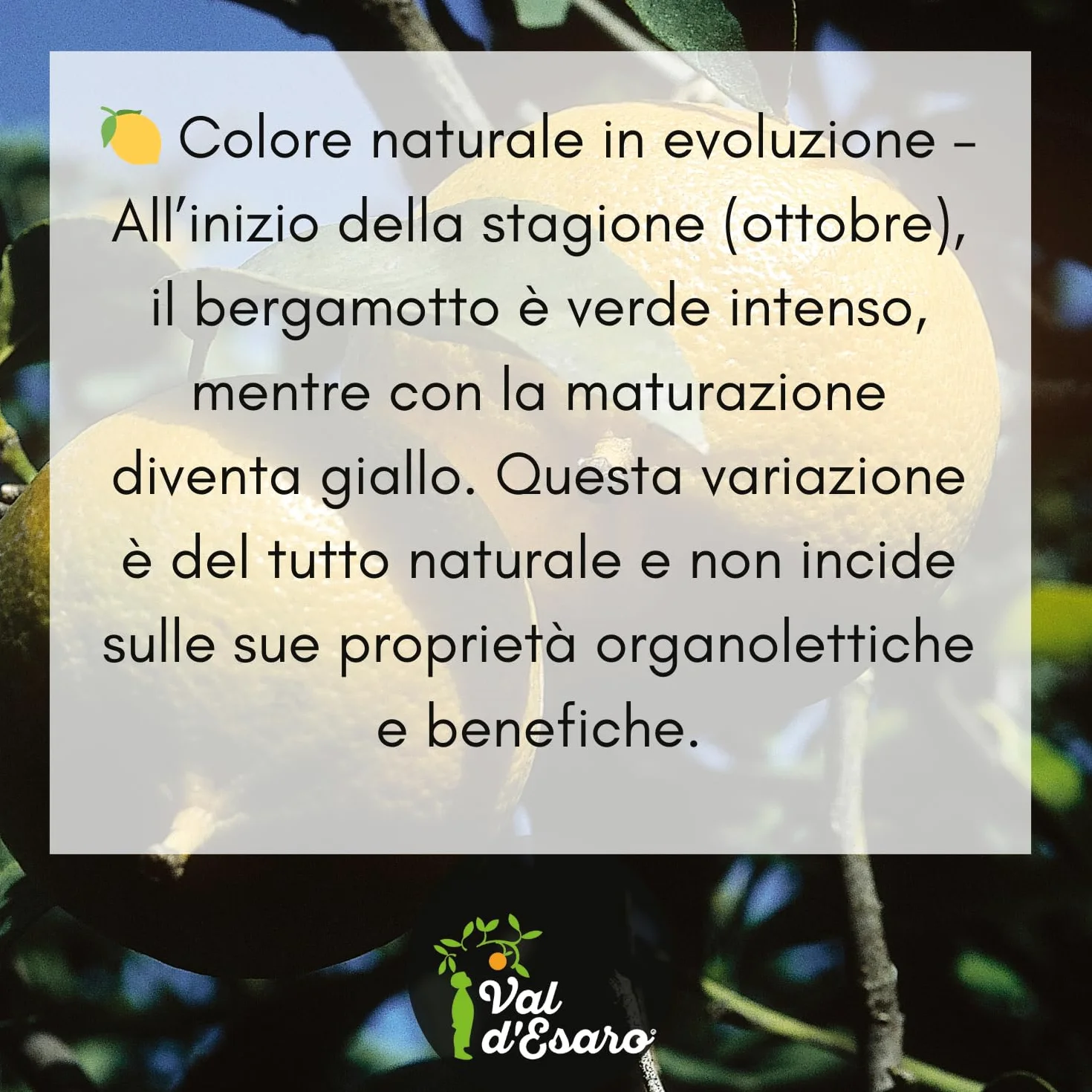 Bergamotto Fresco di Reggio Calabria - Agrume fresco 100% Naturale - Buccia edibile non trattata- Val D'Esaro (Box da 15 Kg)