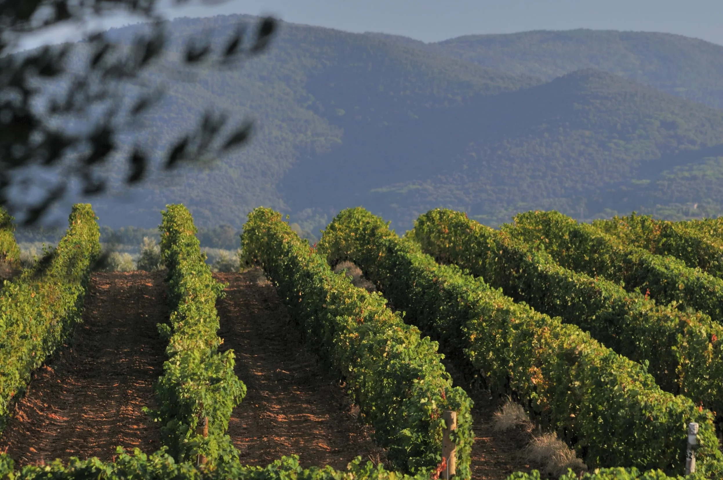 Tenuta San Guido Sassicaia Bolgheri Vino 85% Cabernet Sauvignon - 15% Cabernet Franc Doc 750 Ml