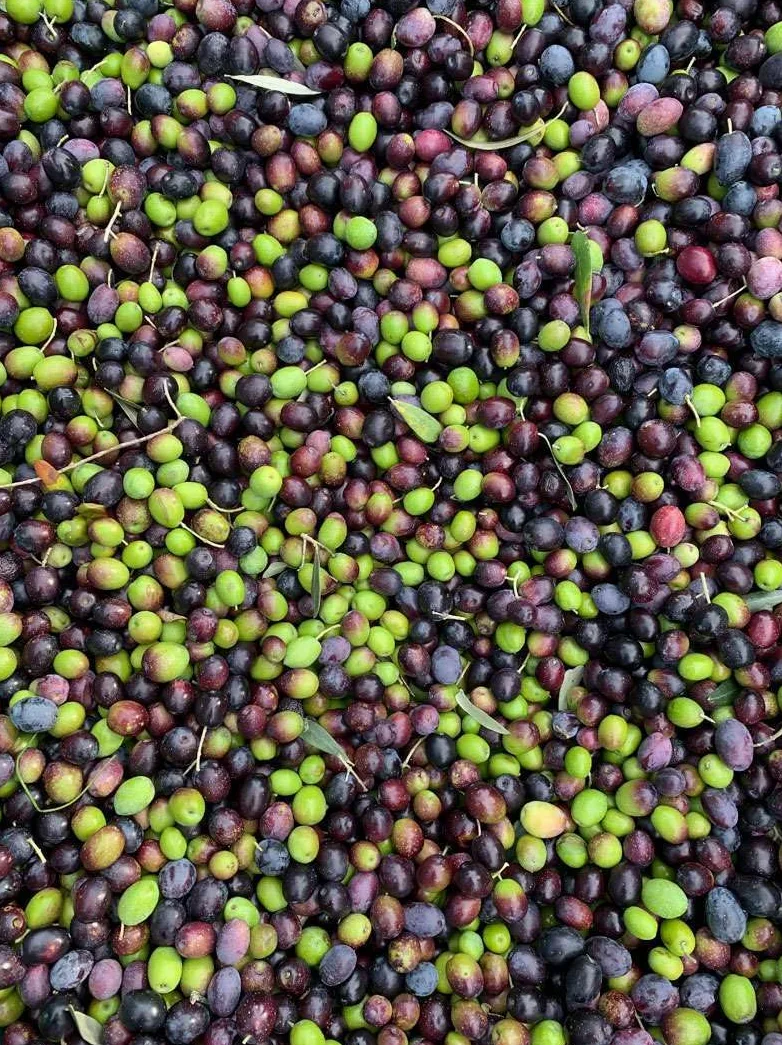 Olio Nuovo 2025/26: EVO DOP Umbria Colli del Trasimeno
