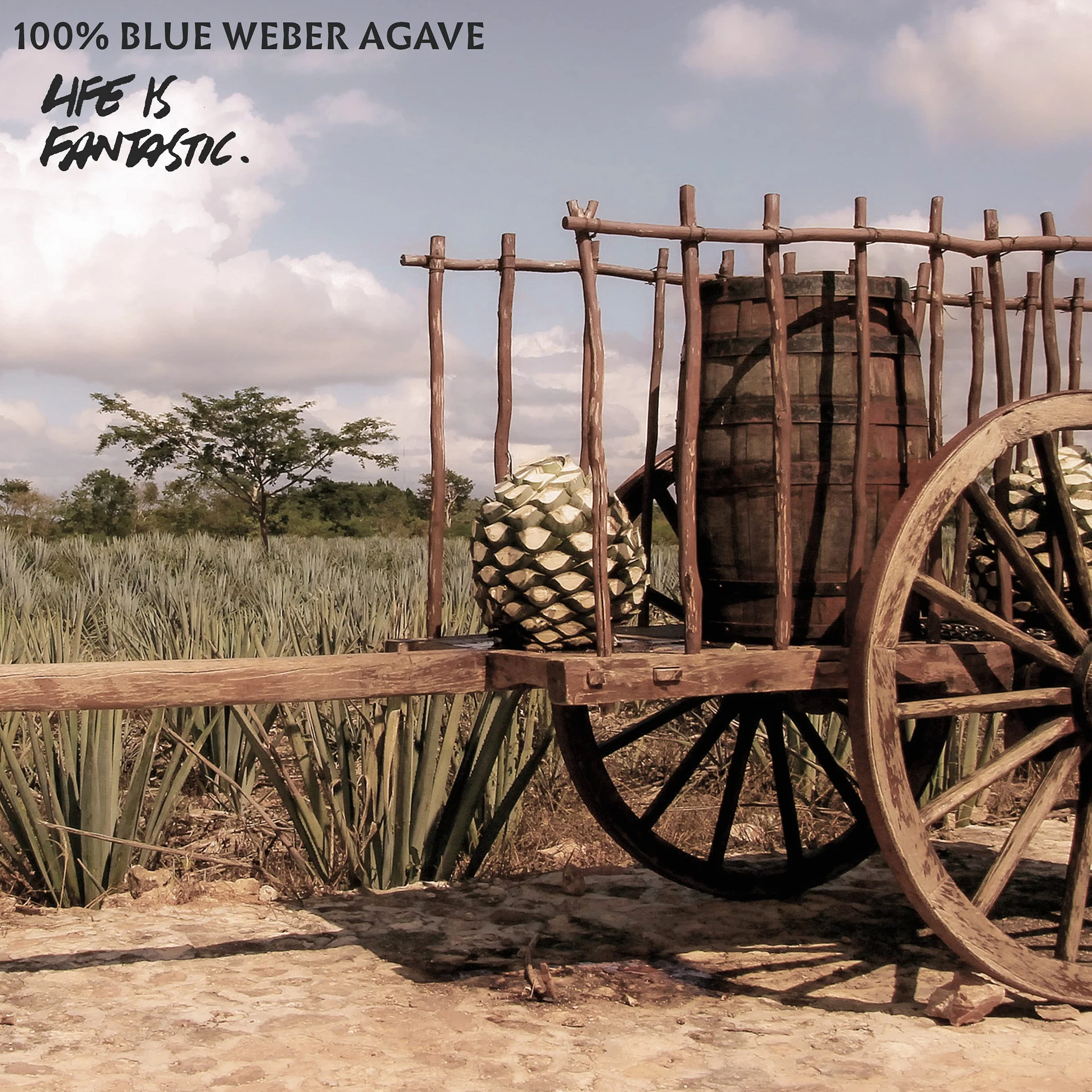 Padre Azul Tequila Reposado 40% 0,7l • Tequila Premium Made in Mexico • Un Tequila Reposado molto liscio per un divertimento puro