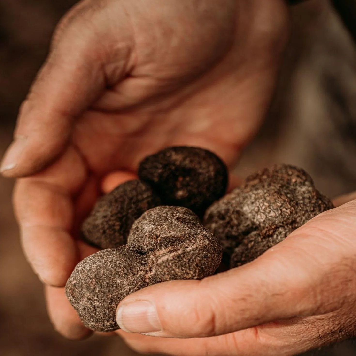 Specialità di olio di girasole al tartufo nero 1% - Bottiglia 250ml