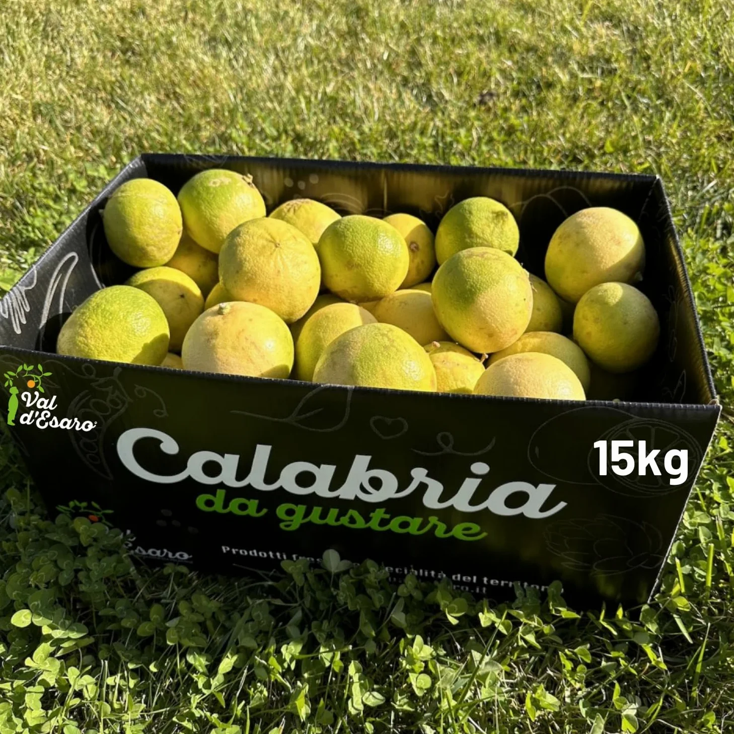 Bergamotto Fresco di Reggio Calabria - Agrume fresco 100% Naturale - Buccia edibile non trattata- Val D'Esaro (Box da 15 Kg)