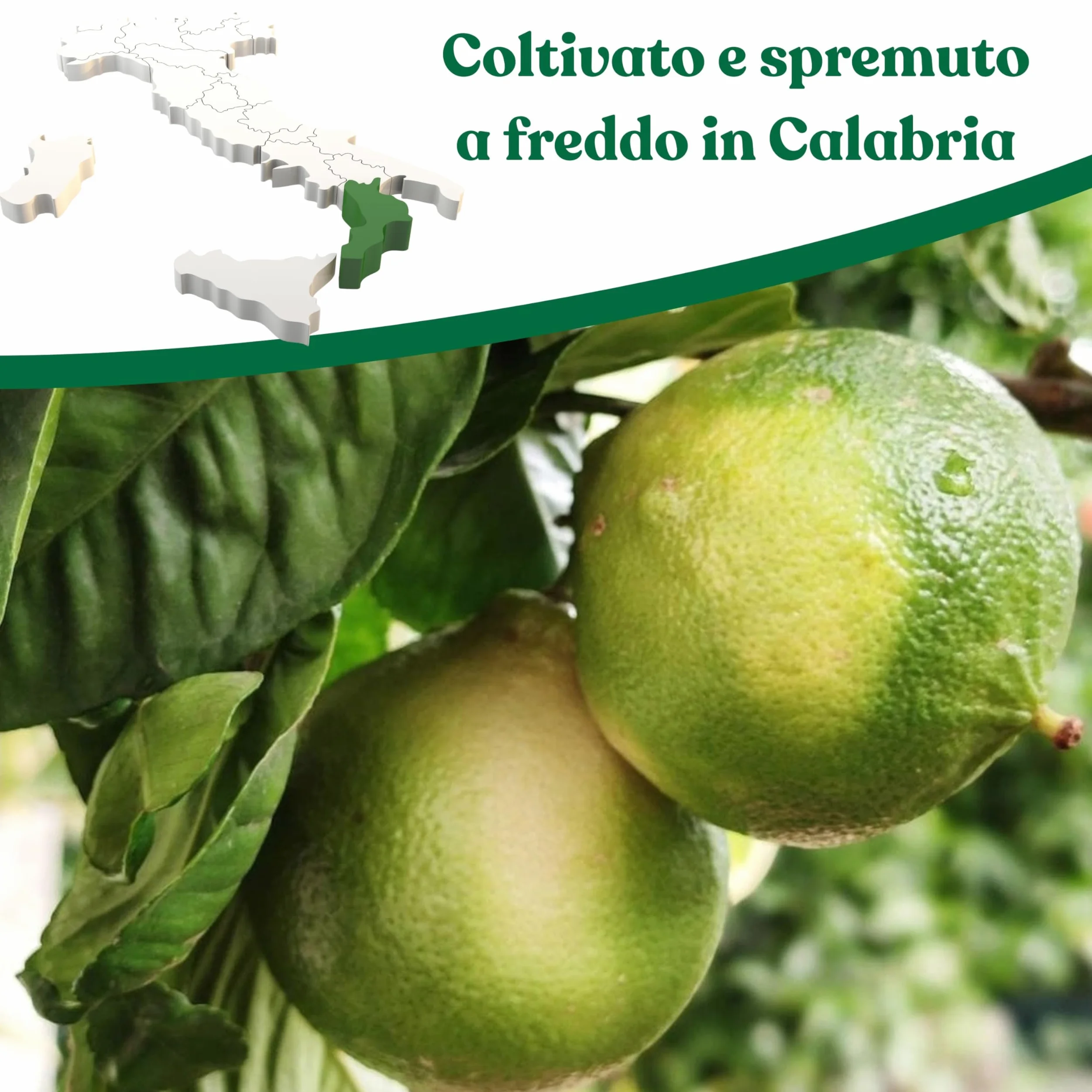 Agropic Succo di Bergamotto Puro Bio, 200 ml, Bergamotto Succo Puro Biologico, 12 bottiglie, Senza Zuccheri Aggiunti e Conservanti, Realizzato in Calabria