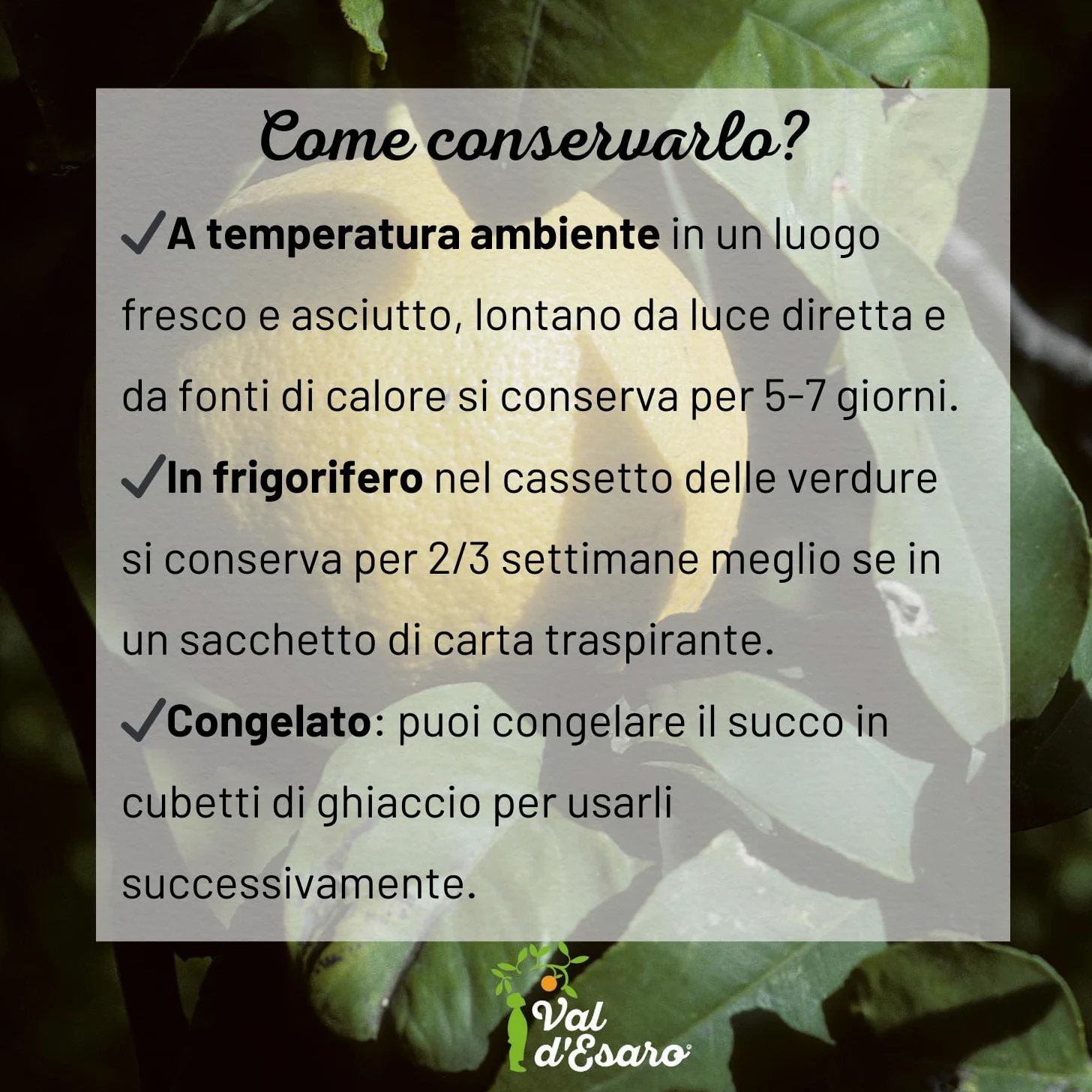 Bergamotto Fresco di Reggio Calabria - Agrume fresco 100% Naturale - Buccia edibile non trattata- Val D'Esaro (Box da 15 Kg)