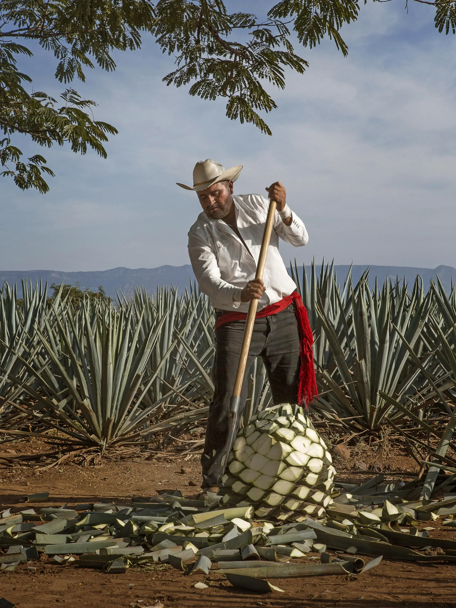 Jose Cuervo Reserva de la Familia Platino 70cl – Tequila super premium, non invecchiato. 40% vol